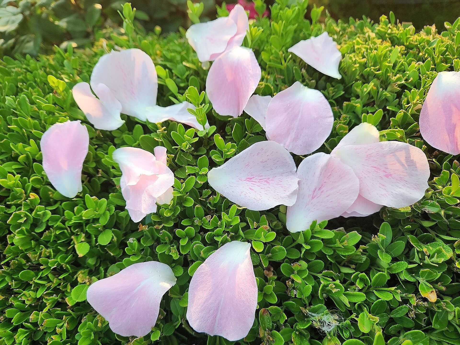 beauty_20250525070006