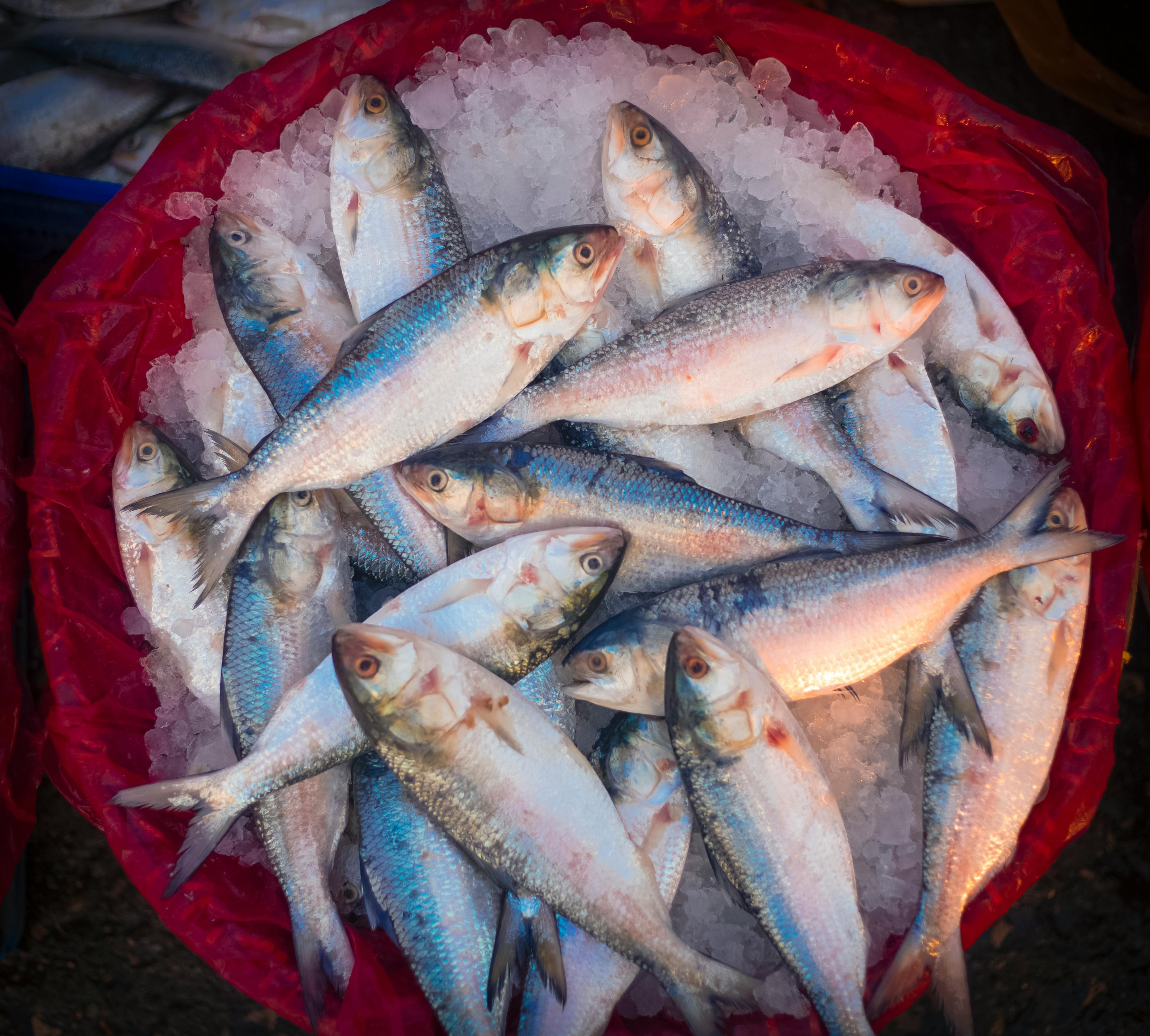 겨울철 무기력함 날리는 비결, 주 2회 생선 섭취의 힘